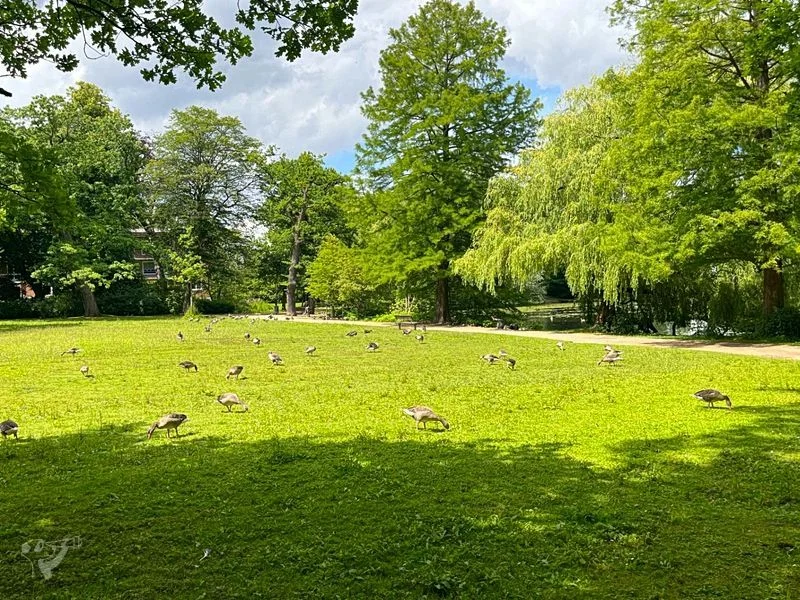 Eichenpark - Enten gucken – Bild 4
