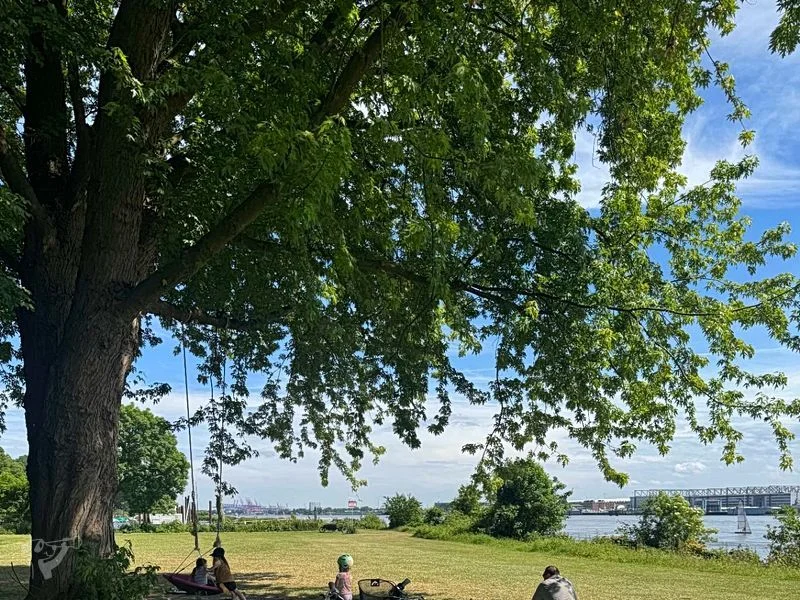 Baumschaukeln an der Elbe – Bild 10