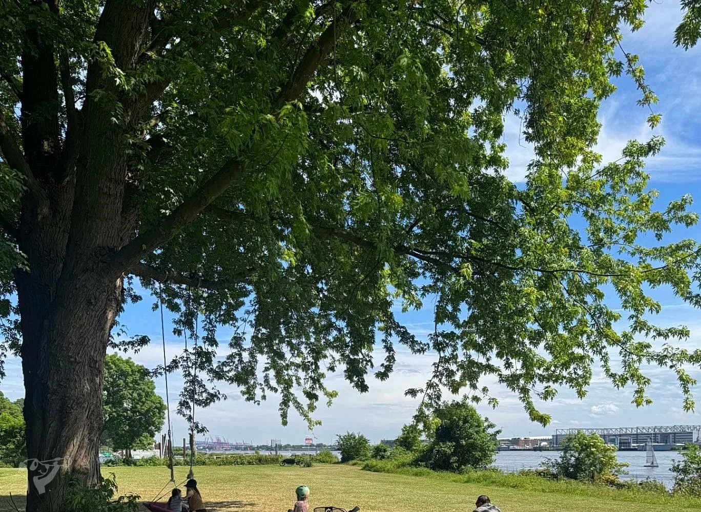 Baumschaukeln an der Elbe – Foto 10