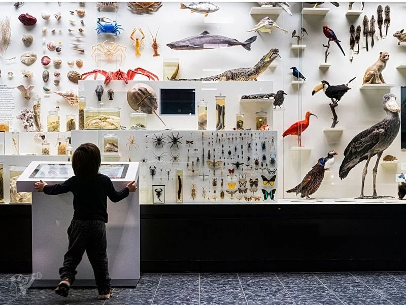 Museum der Natur · Zoologische Ausstellung – Bild 3