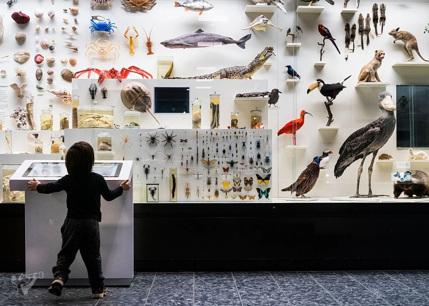 Museum der Natur · Zoologische Ausstellung – Foto 3