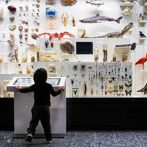 Museum der Natur · Zoologische Ausstellung