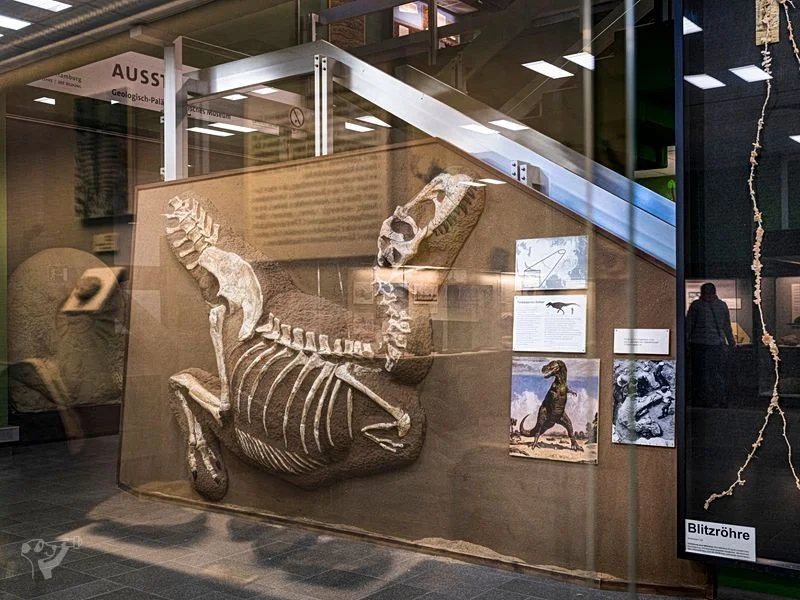 Museum der Natur · Geologische Ausstellung – Bild 8