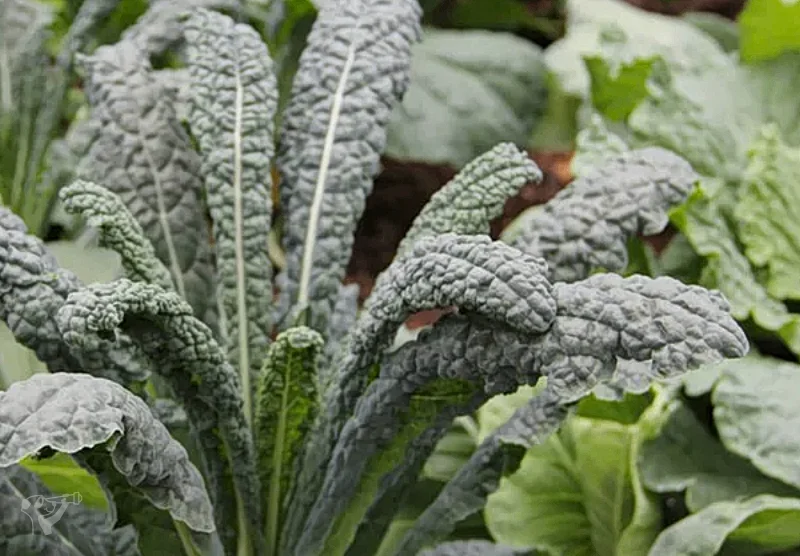 Heimatgarten - Kräuter entdecken – Bild 6