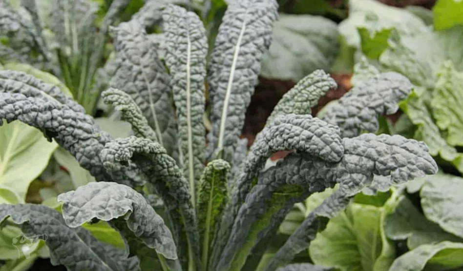 Heimatgarten - Kräuter entdecken – Foto 5