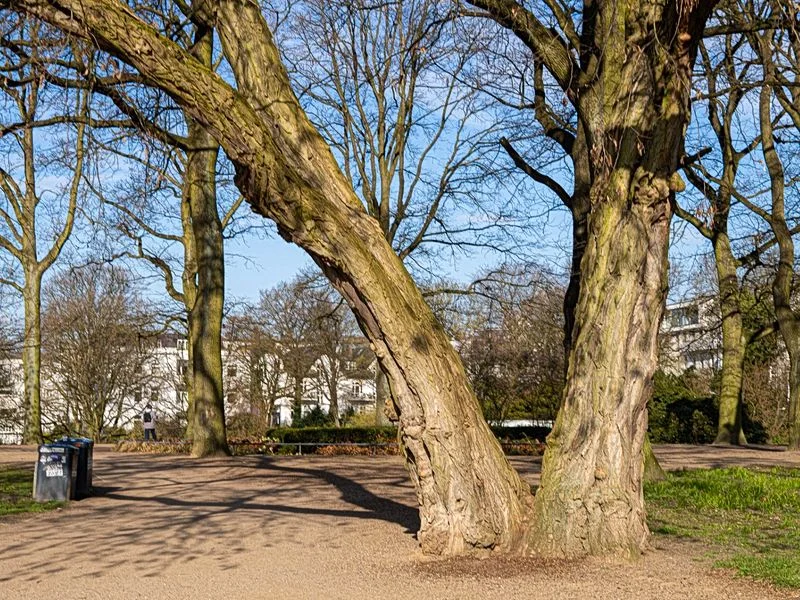 Altonaer Balkon – Bild 6