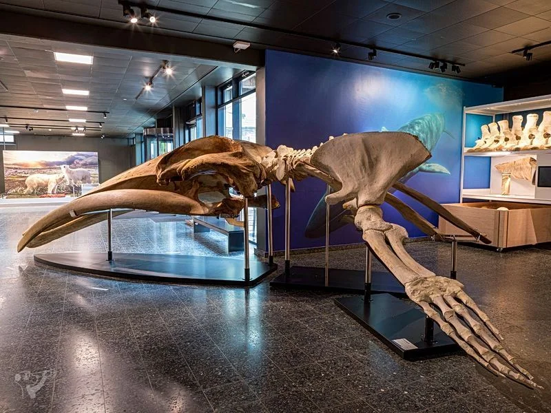 Museum der Natur · Zoologische Ausstellung – Bild 9