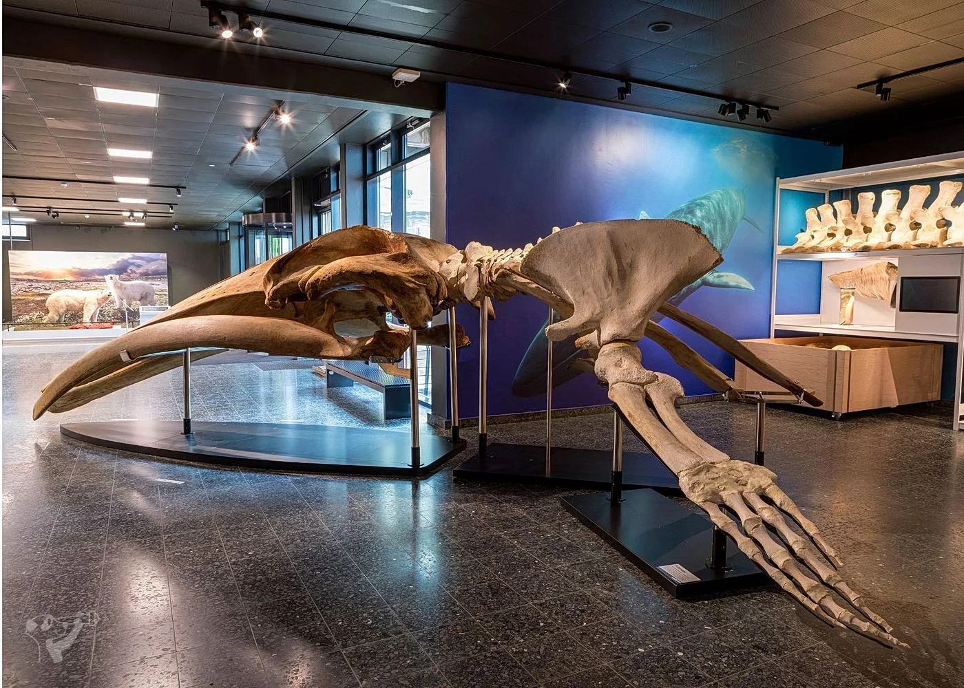 Museum der Natur · Zoologische Ausstellung – Foto 9