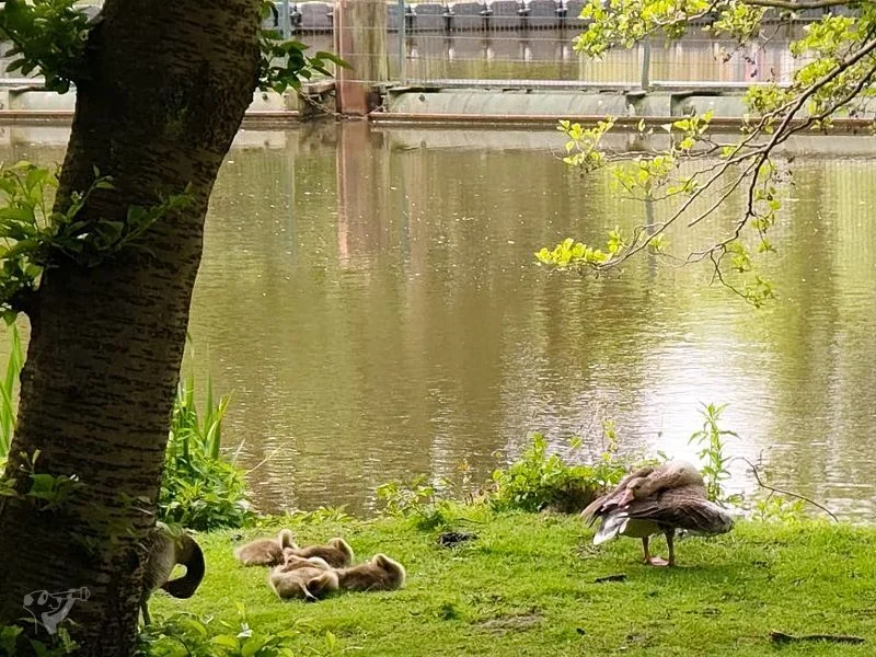 Eppendorfer Mühlenteich – Bild 7
