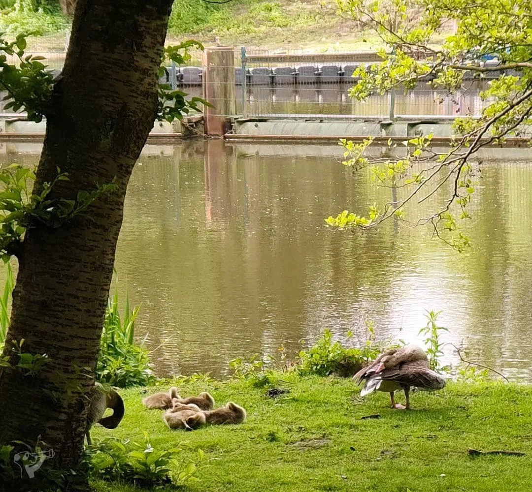 Eppendorfer Mühlenteich – Foto 6
