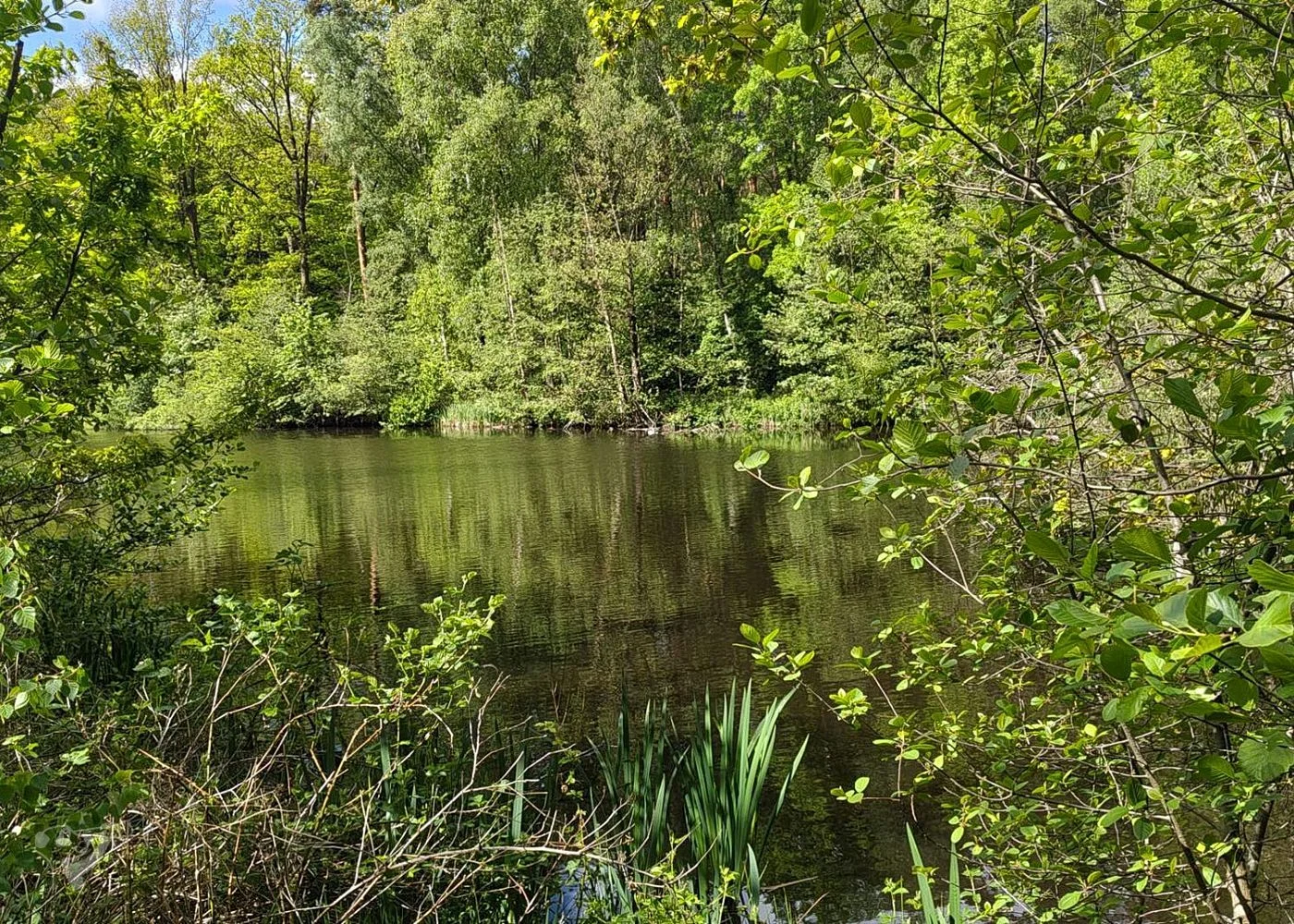 Naturschutzgebiet Raakmoor – Foto 6