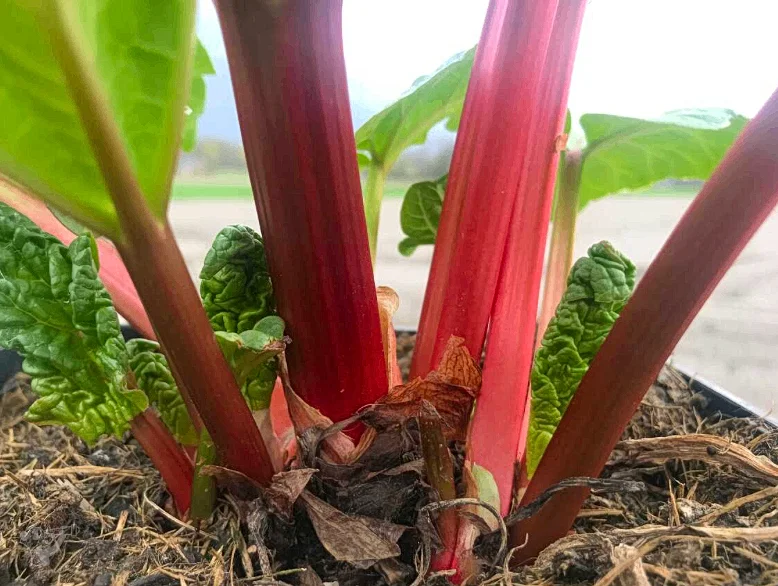 Heimatgarten - Kräuter entdecken – Foto 8