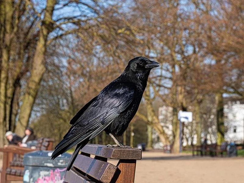 Altonaer Balkon – Bild 9