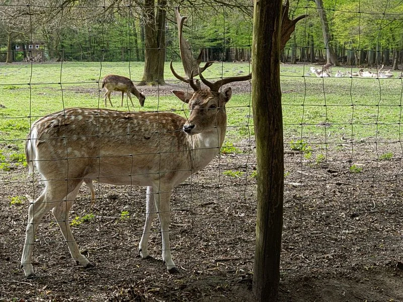 Niendorfer Gehege Lehrpfad – Bild 9