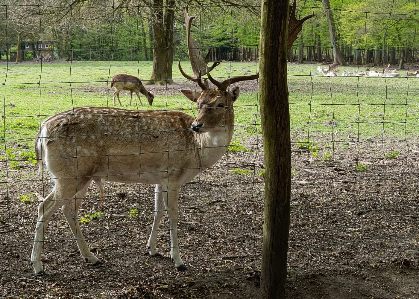 Niendorfer Gehege Lehrpfad – Foto 9